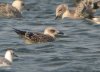 Yellow-legged Gull at Paglesham Lagoon (Steve Arlow) (52166 bytes)
